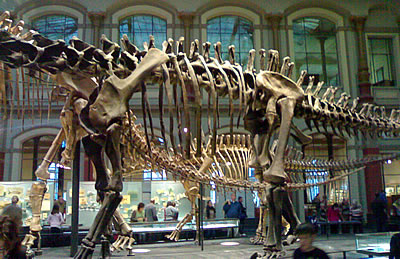 Dinosaurier-Skelett im Museum für Naturkunde in Berlin