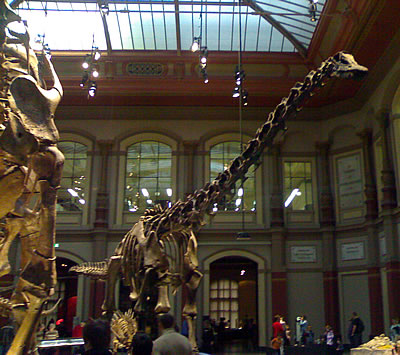 Saurier-Skelett im Naturkunde-Museum Berlin