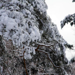 mit Schnee bedeckte Kiefern im Winter