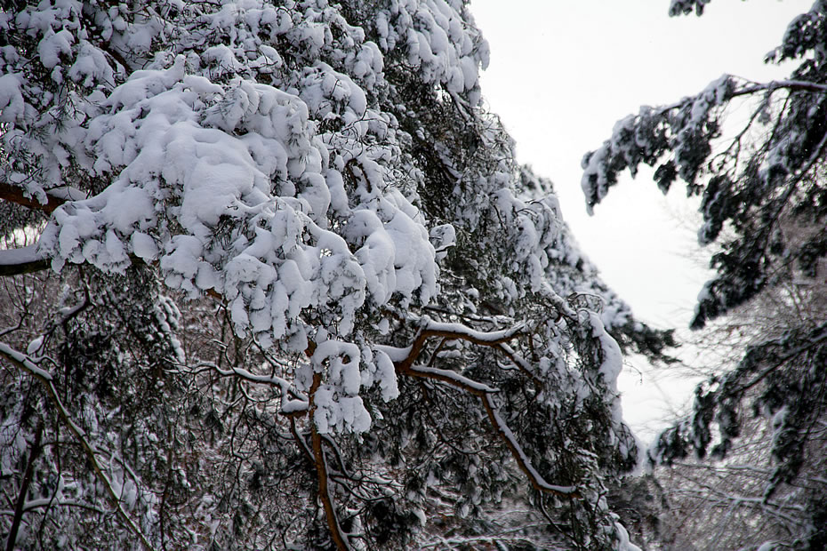 mit Schnee bedeckte Kiefern im Winter