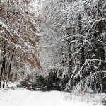 Umgefallene Bäume im Winterwald