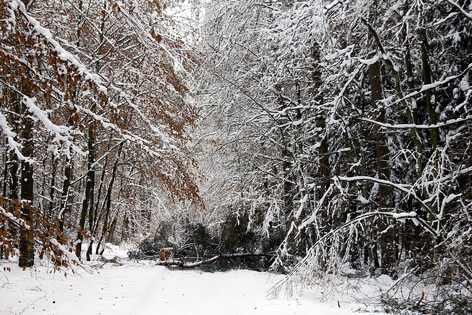 Umgefallene Bäume im Winterwald