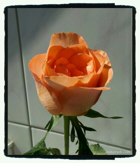 Eine Rose