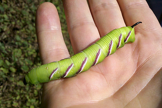 Ligusterschwaermer-Raupe auf meiner Hand