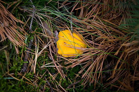 Pfifferling im Waldboden