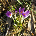 Krokusse lila Frühling