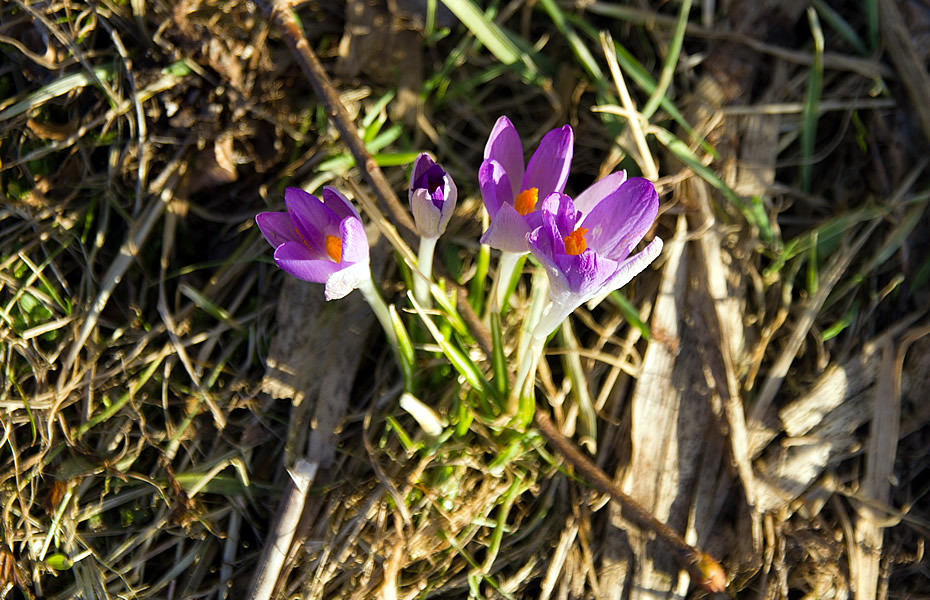 Krokusse lila zum Frühling