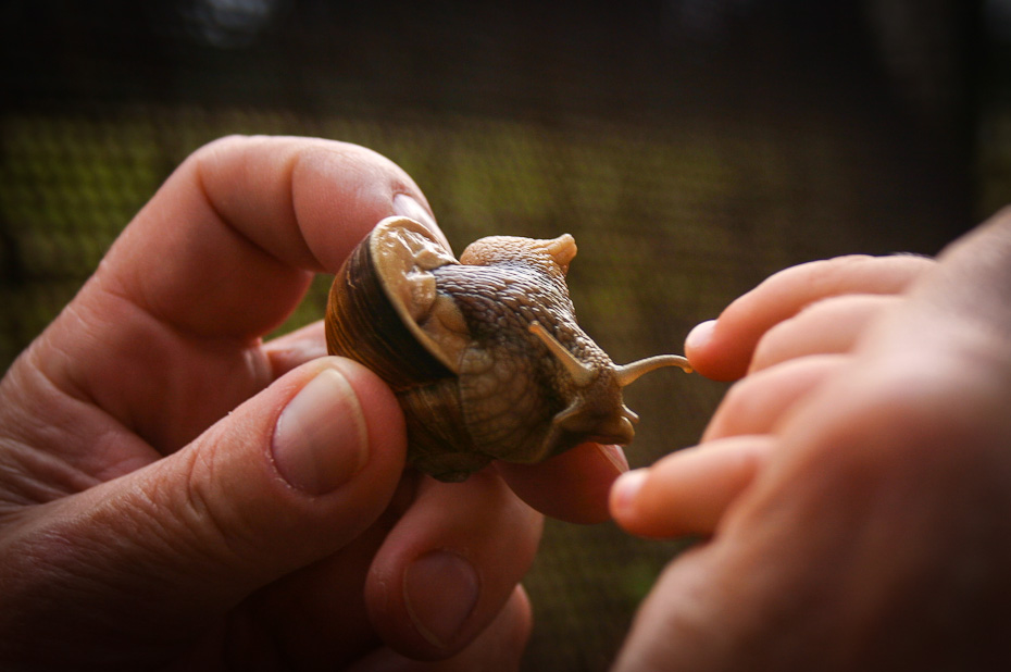 Die Weinbergschnecke streckt ihre Fühler aus