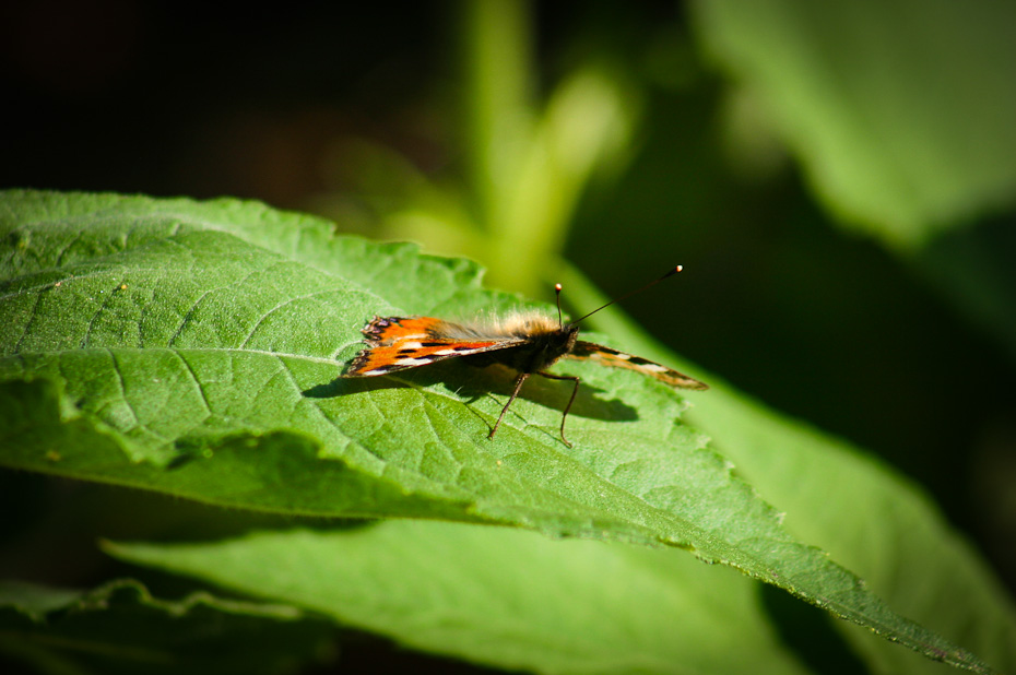 Kleiner Fuchs (Aglais urticae) auf Blatt