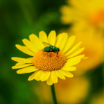 Goldfliege (Lucilia sericata) - grüne Schmeißfliege auf gelber Blüte der Färberkamille