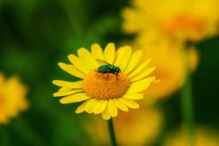 Goldfliege (Lucilia sericata) - grüne Schmeißfliege auf gelber Blüte der Färberkamille