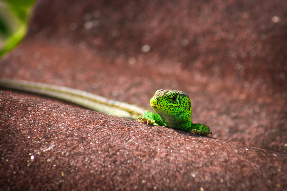 Grüne Zauneidechse (lacerta agilis) – männlich Grüne Zauneidechse (lacerta agilis) – männlich