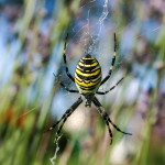 Wespenspinne (Zebraspinne) - argiope bruennichi