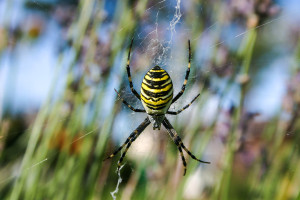 Wespenspinne (Zebraspinne) - argiope bruennichi