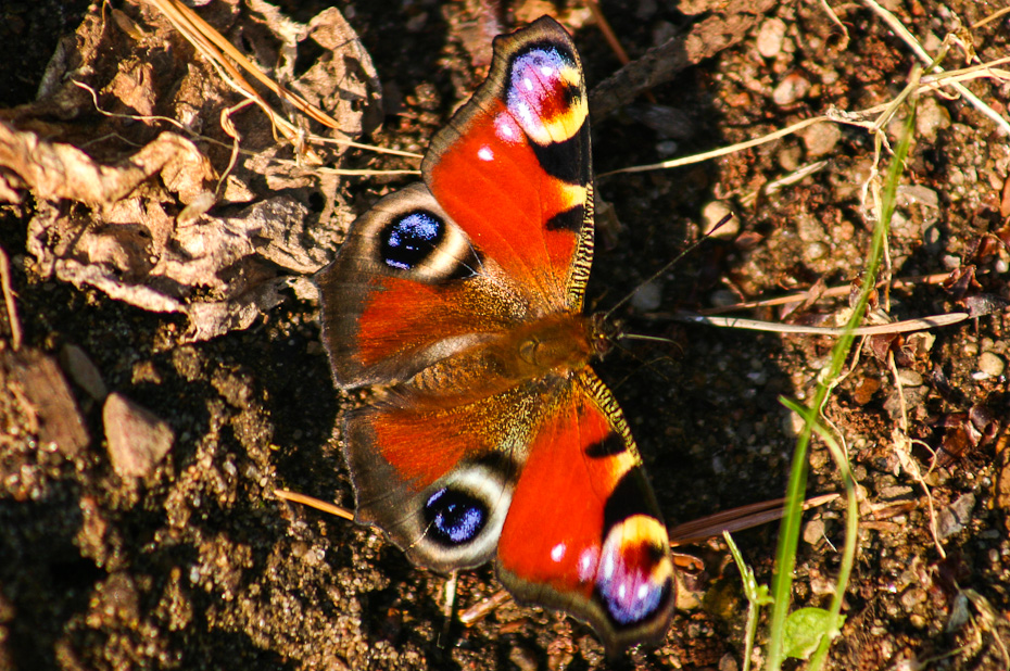 Tagpfauenauge (inachis io)