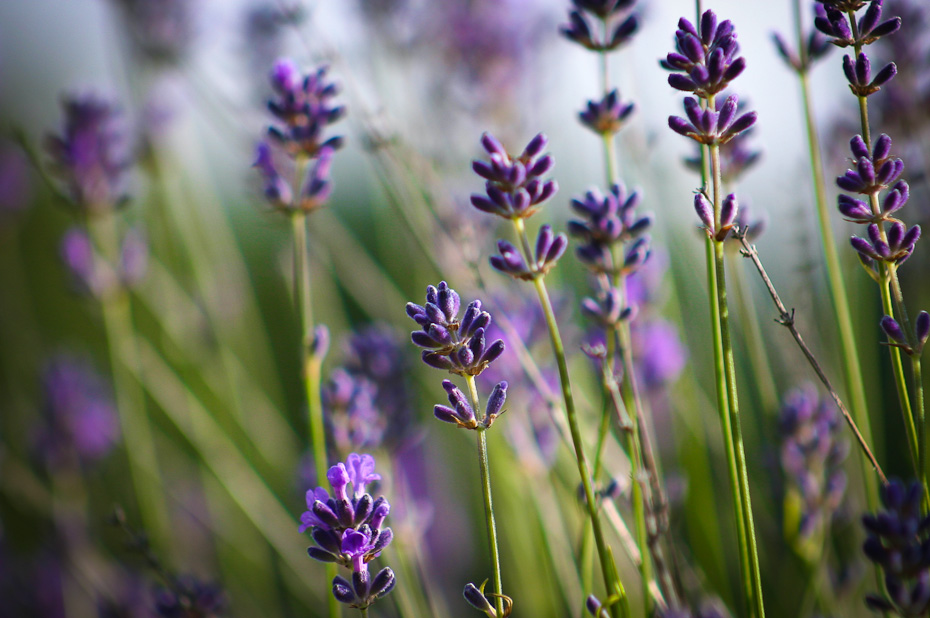 Echter Lavendel (Lavandula angustifolia)