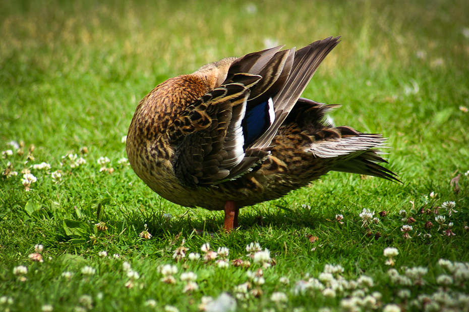 Ente ohne Kopf