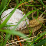 Weinbergschnecke im Gras