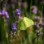 Zitronenfalter am Lavendel