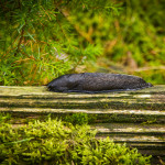 Schwarze Nacktschnecke: Schwarzer Schnegel (limax cinereoniger)