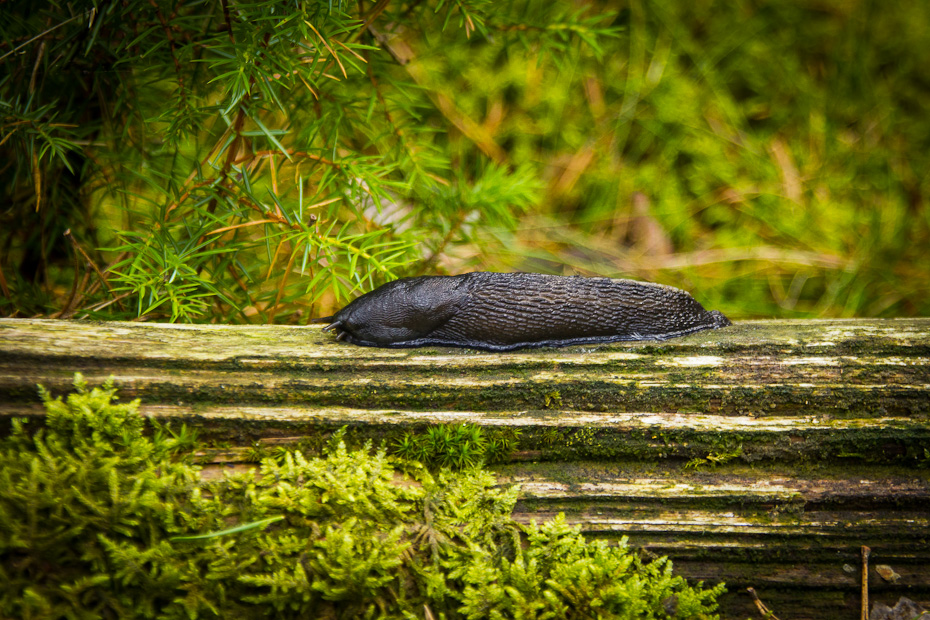 Schwarze Nacktschnecke: Schwarzer Schnegel (limax cinereoniger)