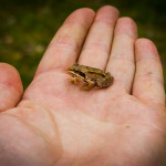 Grasfrosch (rana temporaria)