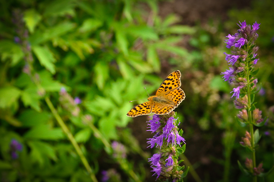 Kleiner Perlmutterfalter (Issoria lathonia)