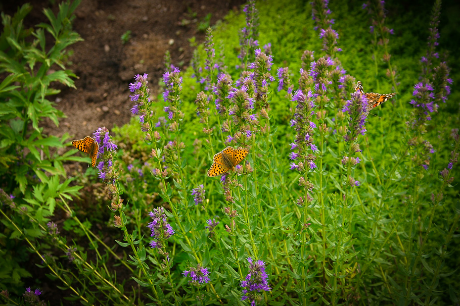 Kleiner Perlmutterfalter (Issoria lathonia)