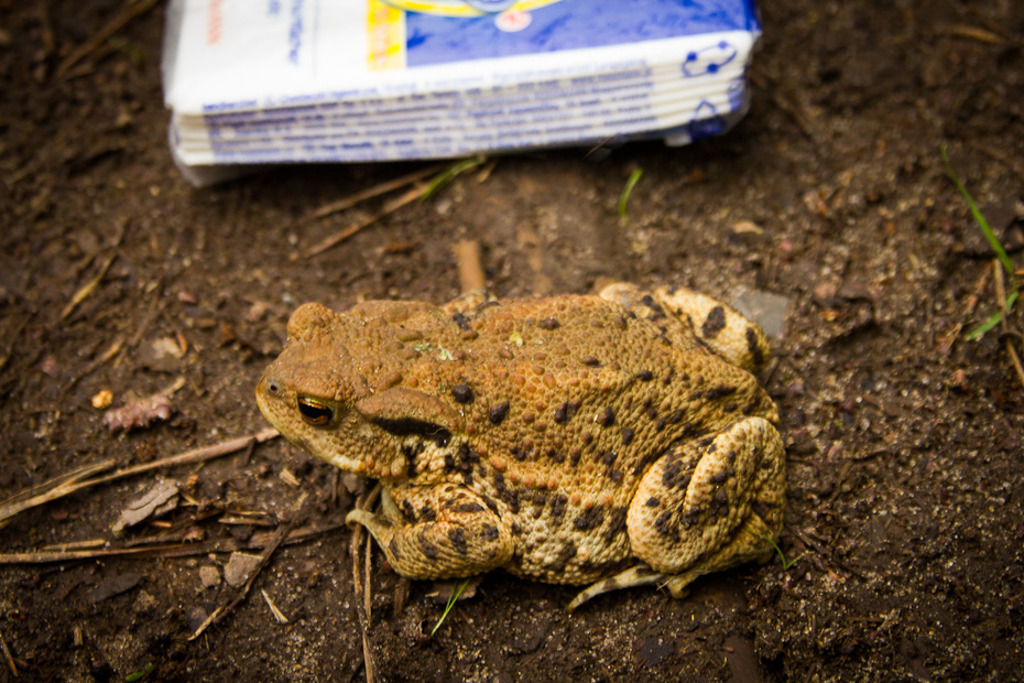 Ausgewachsene Erdkröte (Bufo bufo)