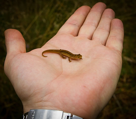 Mini-Eidechse auf meiner Hand Mini-Eidechse auf meiner Hand